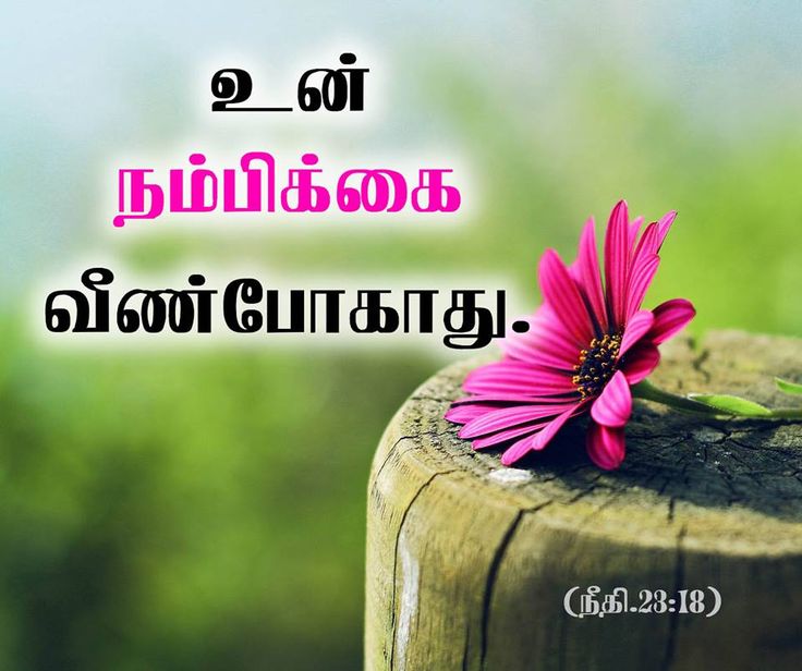 Kristhavana Disturb Pannatha Jesus Song Lyrics 